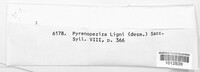 Mollisia ligni image